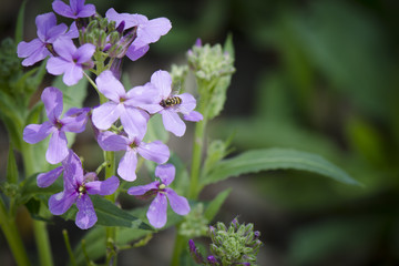 Bee on Purple Phlox 