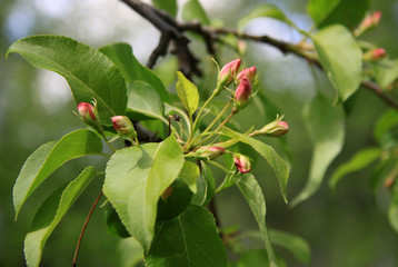 Flowers of the apple tree in spring