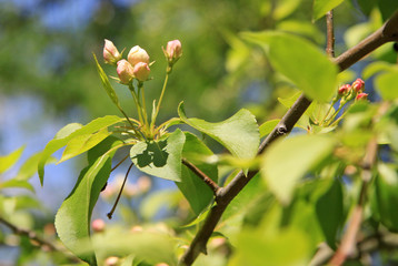 Flowers of the apple tree in spring