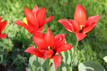 Fototapeta premium Open flowering red tulips closeup, beautiful springtime