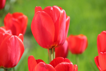 Red Tulips under a sunny sky on green grass background