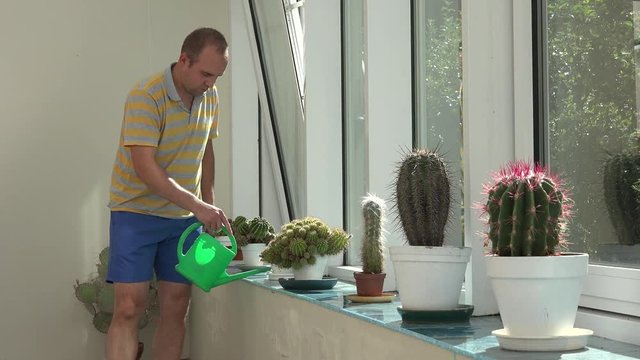young man gardener watering big decorative cactus on windowsill in conservatory glasshouse. 4K UHD video clip.
