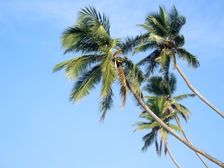 Obraz na płótnie Canvas Coconut palms in the sky