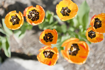 Bird's Eye Tulips