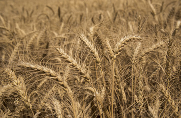 grain