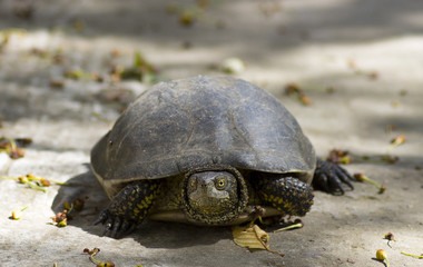 turtle