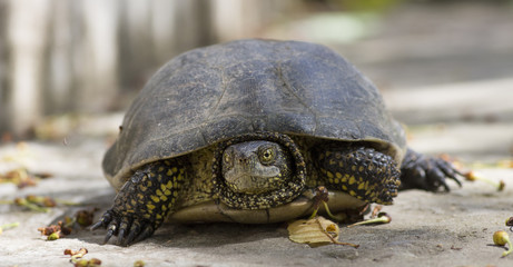 turtle