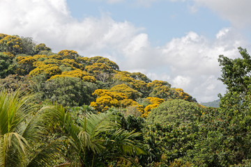 Fototapeta na wymiar Floraison jaune des ébènes vertes de la forêt amazonienne en Guyane française