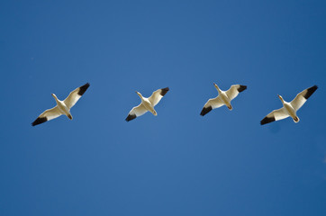 Four Snow Geese Flying in a Blue Sky