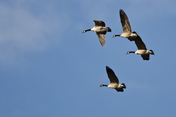 Four Canada Geese Flying in a Blue Sky