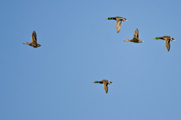 Flock of Mallard Ducks Flying in a Blue Sky