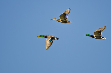 Obraz premium Three Mallard Ducks Flying in a Blue Sky