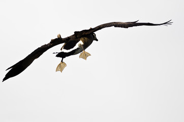 Canada Goose Coming In for a Landing on a White Background