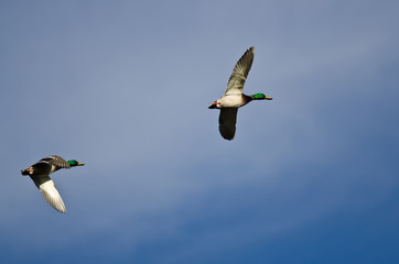 Pair of Mallard Ducks Flying in a Blue Sky