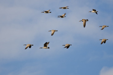 Flock of Canada Geese Flying in a Blue Sky