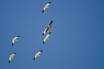Blue Goose Flying with the White Snow Geese in a Clear Sky