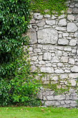 Medieval castle wall overgrown with ivy