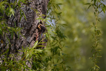 Star f&uuml;ttert Nachwuchs mit Wurm