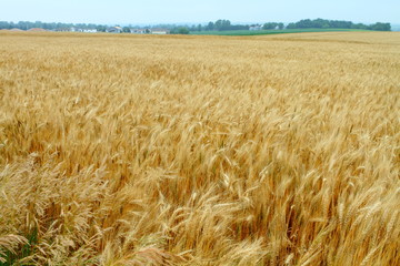 Wheat field