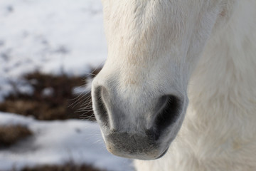Close Up Horse Muzzle, Horse nose
