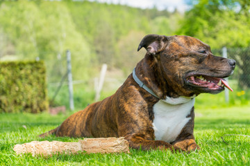 Dog, Staffordshire bull terrier, lying on freshly cutted grass with smile on his muzzle lolling tongue ( tongue out of mouth ) next to his chewed wooden stick with railing and nature on background.