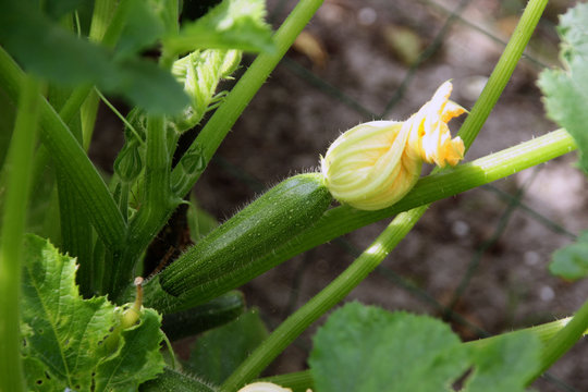 Young fresh baby zucchini with flower still on it.