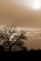 Naklejka premium Siluette tree and on a cloudy orange sky in a background