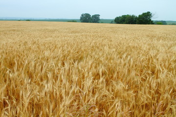 Wheat field