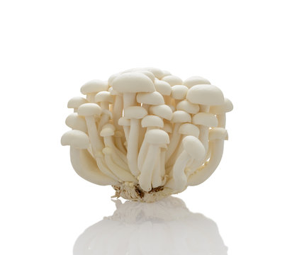 White shimeji mushrooms on white background