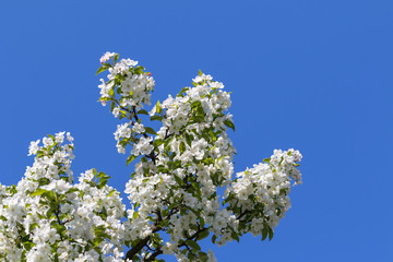 Blooming Chinese crab in spring