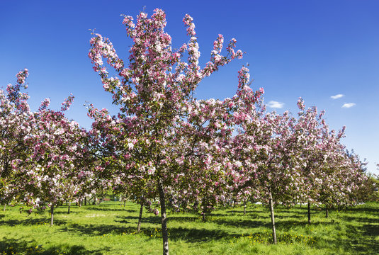 A garden with blooming pink apple trees