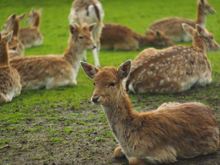 Laying deer