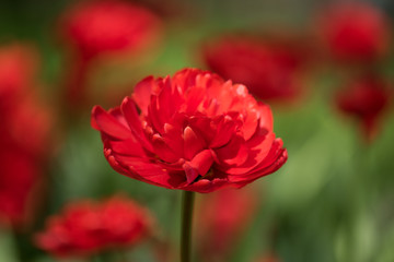  tulips varieties Miranda