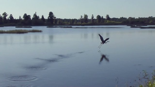 Great blue heron in flight. Slow motion 