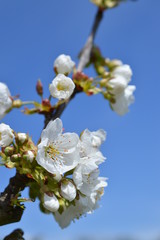 Obraz premium white blooming cherry tree in front of bright blue cloudless sky