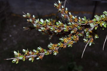 ветвь терновника