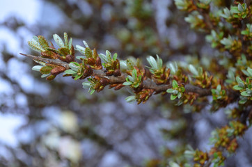 терновая ветвь