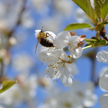 white blooming cherry tree in front of bright blue cloudless sky with bee