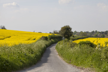Small Country Road. A narrow English country road runs between two hedges that bound fields of canola on a spring day.