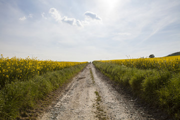 Fototapeta na wymiar South Downs Way. A national trail, the South Downs Way, is also a bridle trail and can be used by bicycles. This part of the trail is bordered by canola crop in late spring.