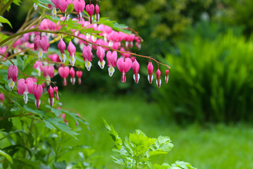 Bleeding heart flower (Dicentra Spectabils) lyre flower love hea - obrazy, fototapety, plakaty