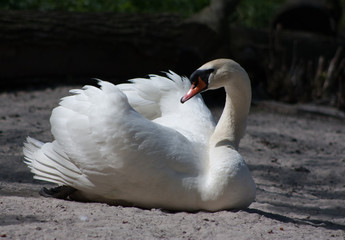 Graceful white swan.