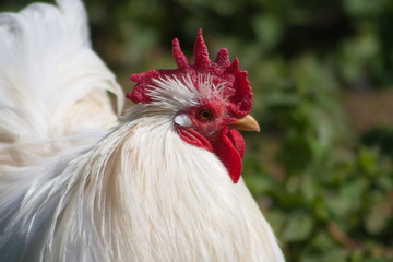 Miniature Cochin China  (Gallus gallus domesticus).