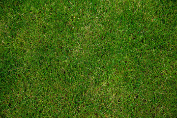 Fototapeta premium Green grass background
