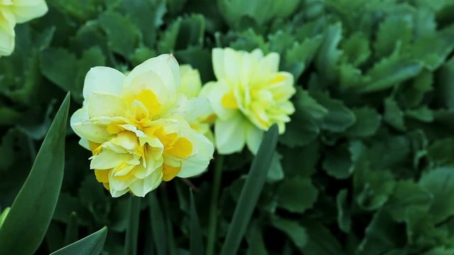 Floral garden. Close-up shot of a blooming yellow narcissus.