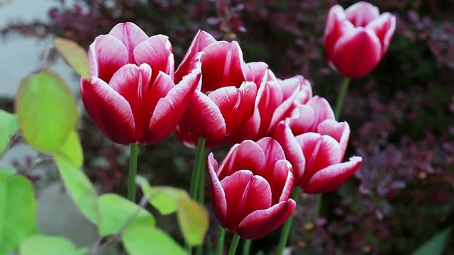 Floral garden. Close-up of a red with white blooming tulips with opening petals.