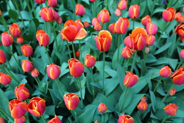 Beautiful tulips in the wild in the late spring