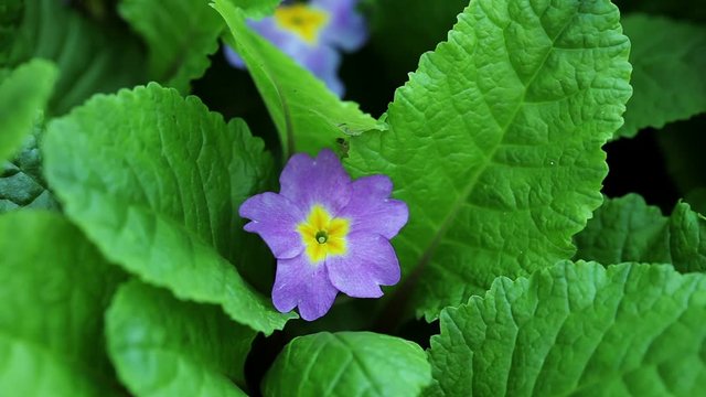 Floral garden. Close-up shot of a blooming primula with opening purple petals.