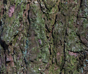 Old tree bark