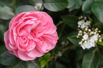 Old English Rose